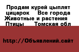 Продам курей цыплят,цицарок. - Все города Животные и растения » Птицы   . Томская обл.